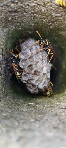 Polistes sp.